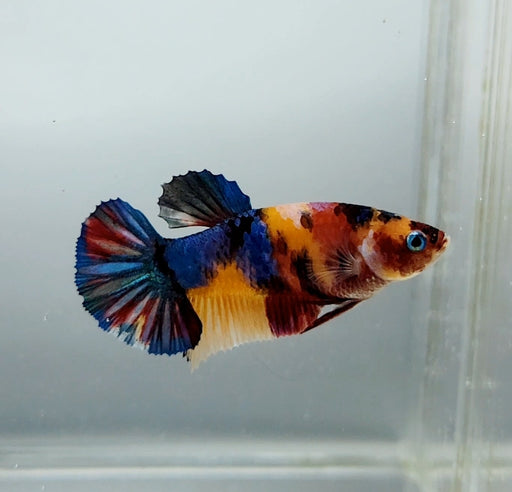 Galaxy Koi Female Betta Fish GK-1377
