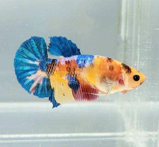 Galaxy Koi Female Betta Fish GK-1411