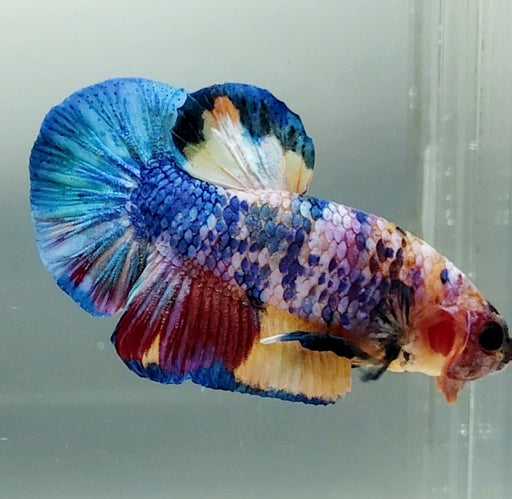Galaxy Koi Betta Fish GK-1491