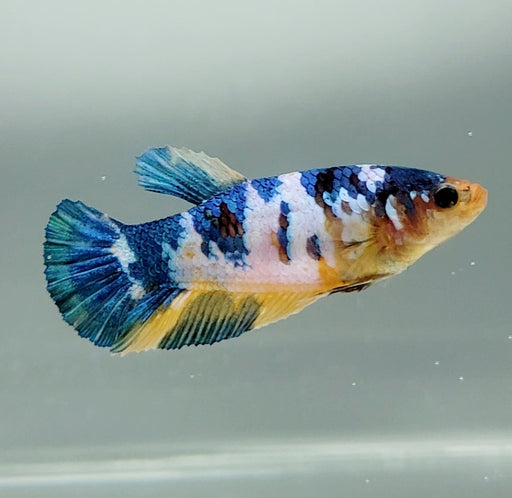 Galaxy Koi Female Betta Fish GK-1432