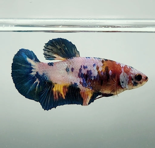 Galaxy Koi Betta Fish Female GK-1534