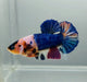 Galaxy Koi Female Betta Fish GK-1410
