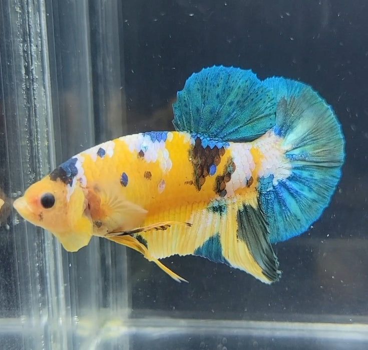 Galaxy Koi Betta Fish Male GK-1636