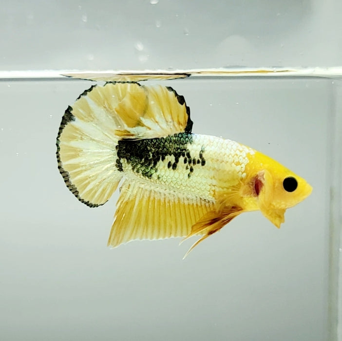 Yellow Fancy Male Betta Fish YF-1331