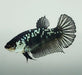 Black Mamba Betta Fish Female  BM-1596