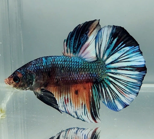 Giant Galaxy Koi Betta Fish Male GB-1553