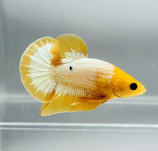 Yellow Fancy Male Betta Fish YF-1372
