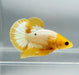 Yellow Fancy Male Betta Fish YF-1372