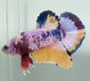 Galaxy Koi Male Betta Fish GK-1587