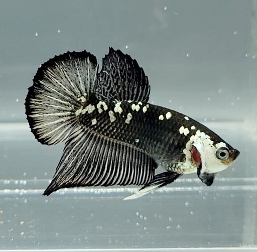 Black Mamba Betta Fish Male  BM-1508