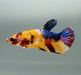 Galaxy Koi Female Betta Fish GK-1427