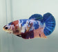 Galaxy Koi Female Betta Fish GK-1591