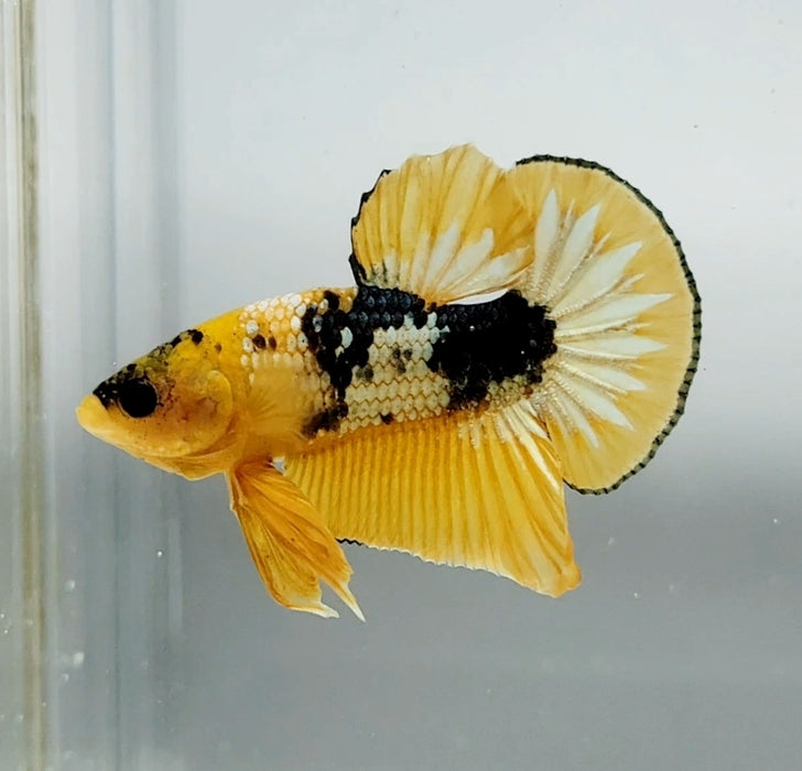 Yellow Fancy Male Betta Fish YF-1366