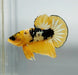 Yellow Fancy Male Betta Fish YF-1366