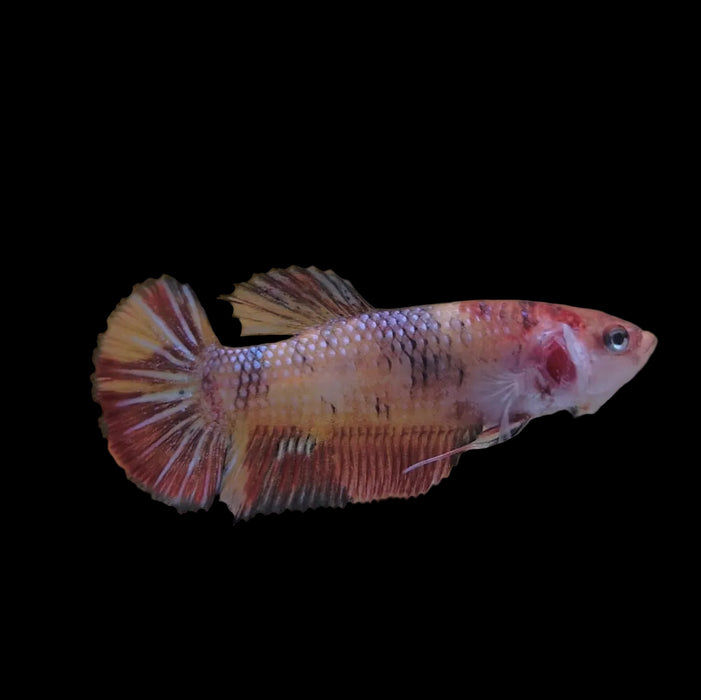 Giant Galaxy Koi Betta Fish Female GK-1759