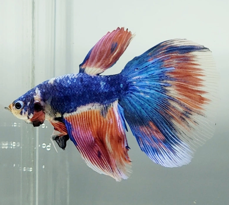 Galaxy Koi Halfmoon Betta Fish HM-1602