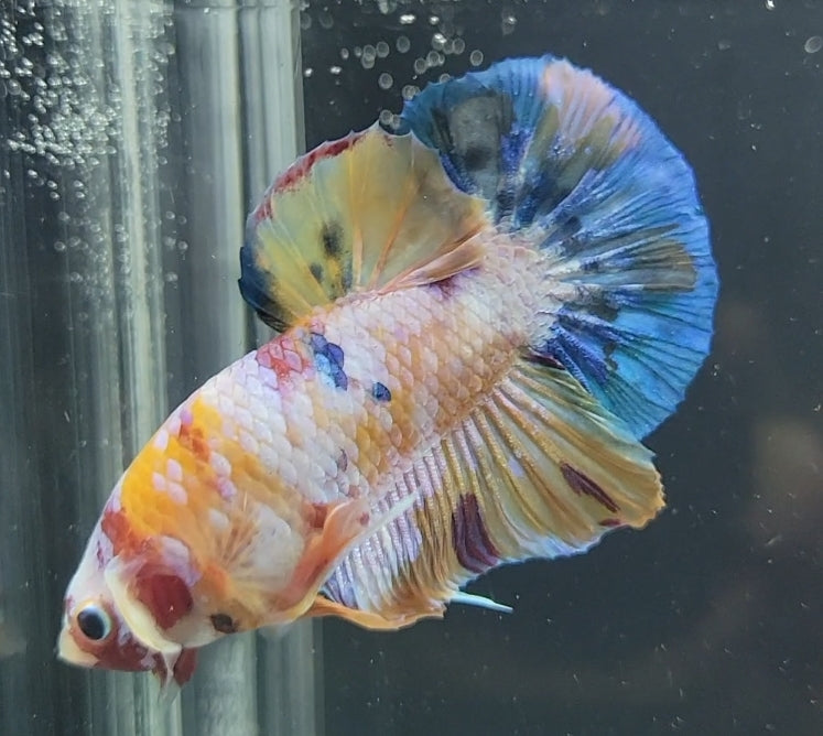 Galaxy Koi Betta Fish Male GK-1610