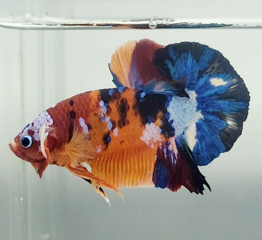 Galaxy Koi Male Betta Fish GK-1575