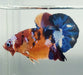 Galaxy Koi Male Betta Fish GK-1575