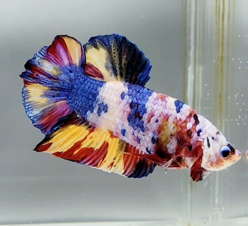 Geka Fish Giant Galaxy Koi Male Betta Fish GK-1457 — JV Betta