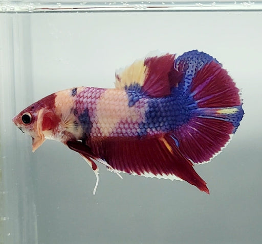 Giant Galaxy Koi Betta Fish Male GB-1556