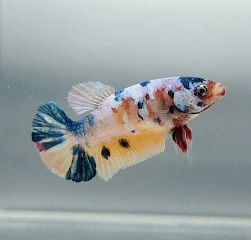 Galaxy Koi Betta Fish Female GK-1497