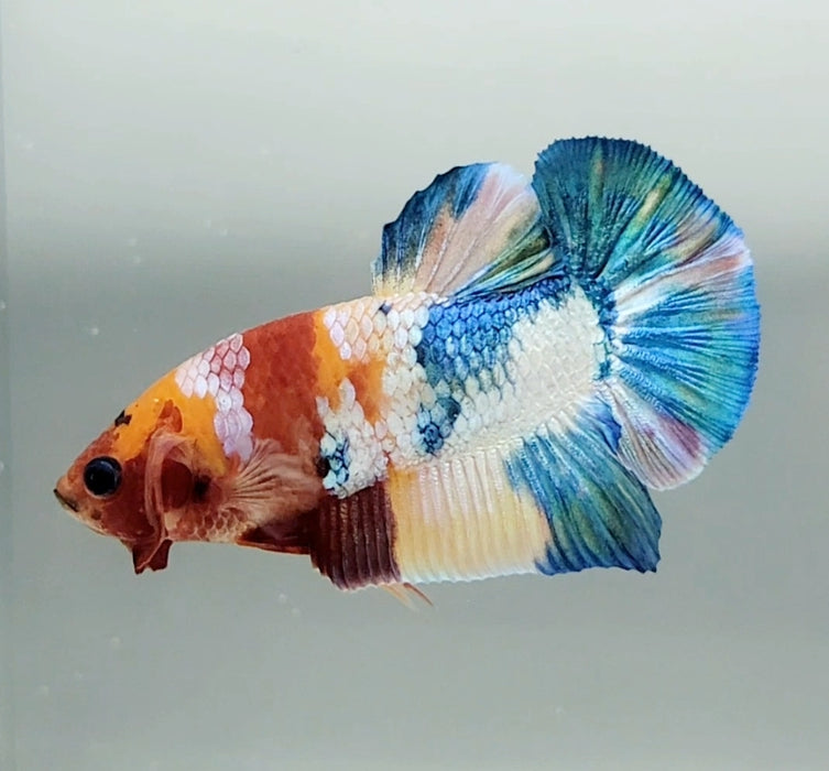 Galaxy Koi Male Betta Fish GK-1397