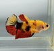 Galaxy Koi Female Betta Fish GK-1403