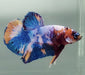 Galaxy Koi Male Betta Fish GK-1583