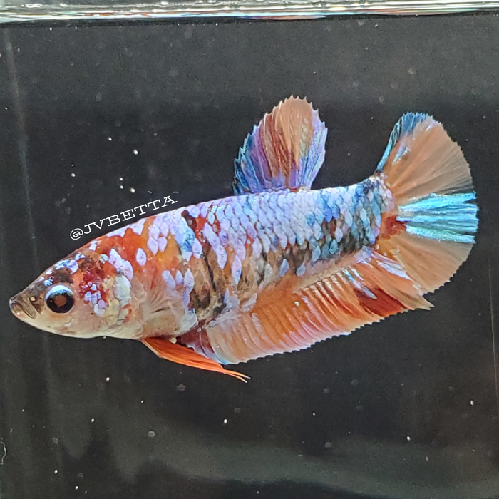 Galaxy Koi Betta Fish Male GK0013