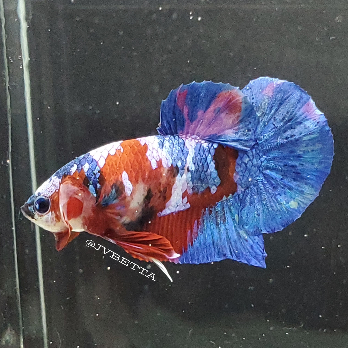 Galaxy Koi Betta Fish Male GK0014 — JV Betta