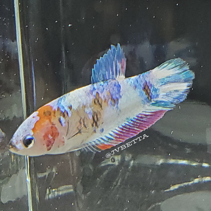 Galaxy Koi Female Betta Fish GK0017