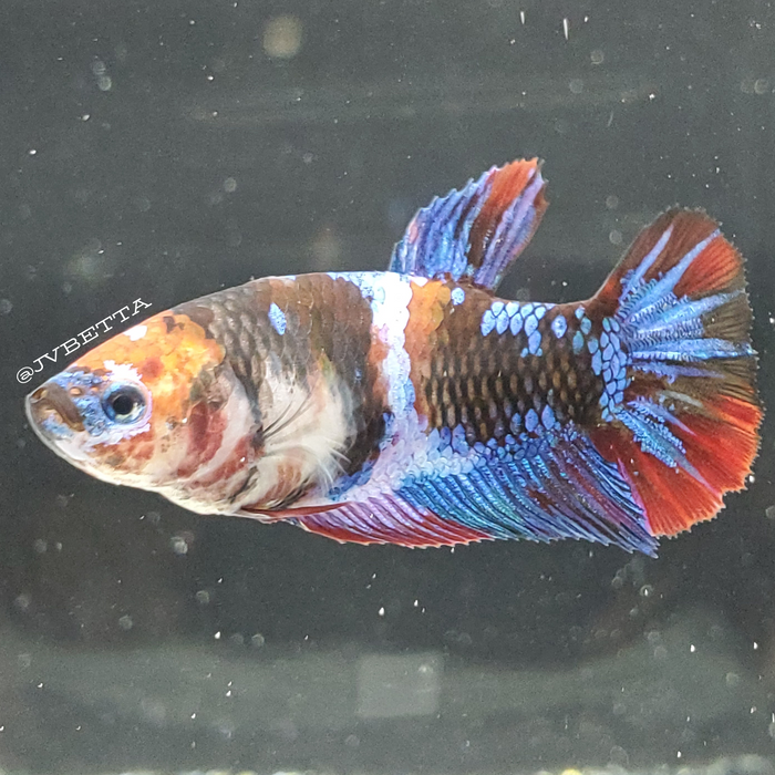 Galaxy Koi Female Betta Fish GK0016