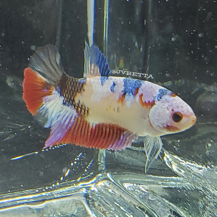 Galaxy Koi Female Betta Fish GK0021
