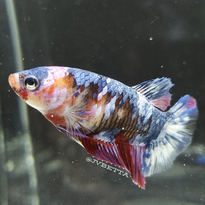 Galaxy Koi Female Betta Fish GK0019