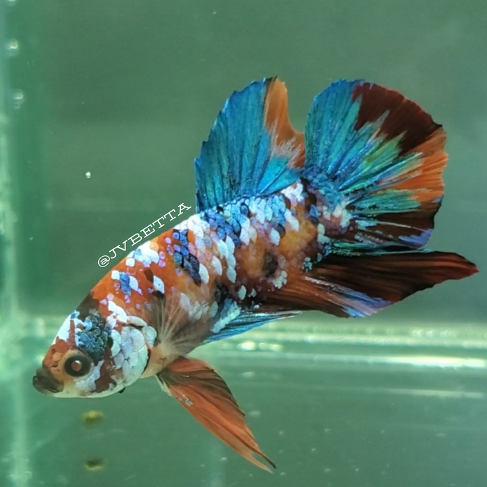 Galaxy Koi Male Betta Fish GK-0025