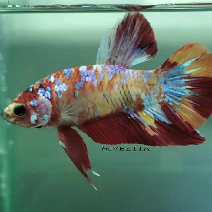 Galaxy Koi Male Betta Fish GK-0026