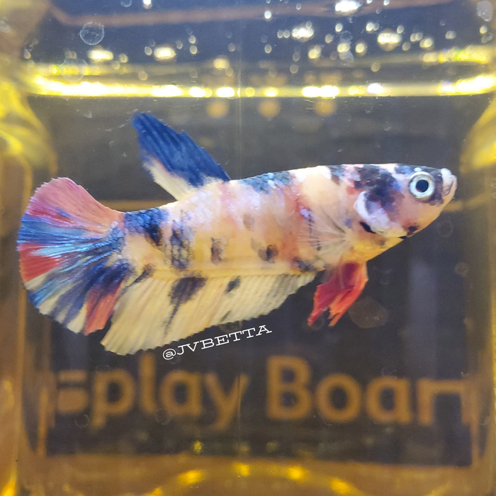 Galaxy Koi Nemo Female Betta Fish GK-0028