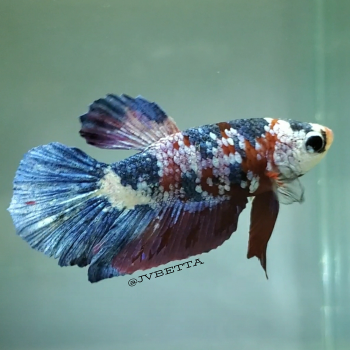 Multicolor Galaxy Koi Male Betta Fish GK-0034