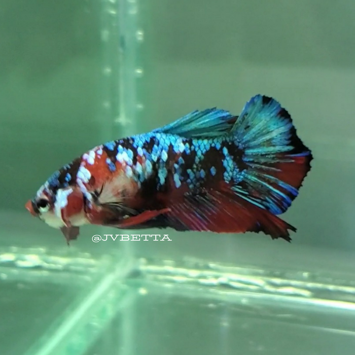 Multicolor Galaxy Koi Male Betta Fish GK-0033