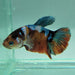 female galaxy koi betta fish