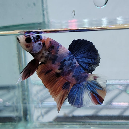 galaxy koi male betta fish