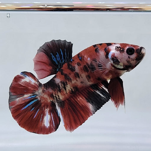 galaxy koi male betta fish