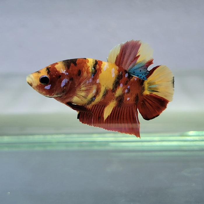 Galaxy Koi Male Betta Fish GK-0044