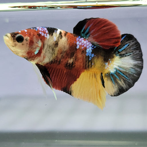 galaxy koi male betta fish gk-0045