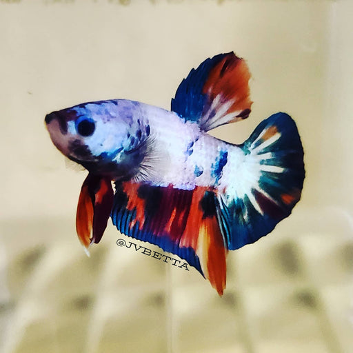 Male Galaxy Koi Betta Fish 