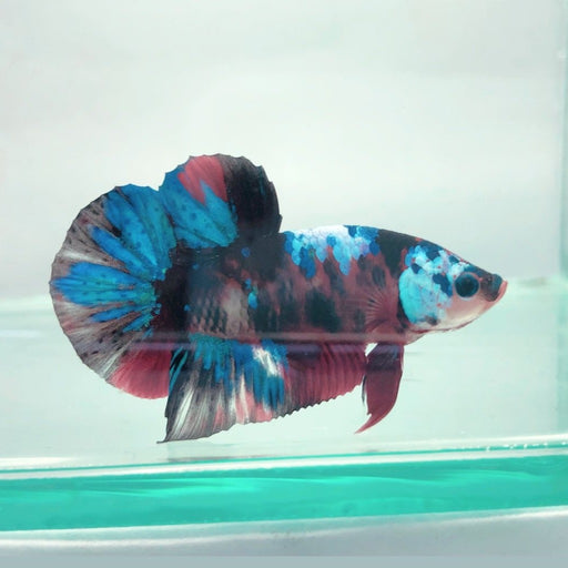 galaxy koi male betta fish gk-0051