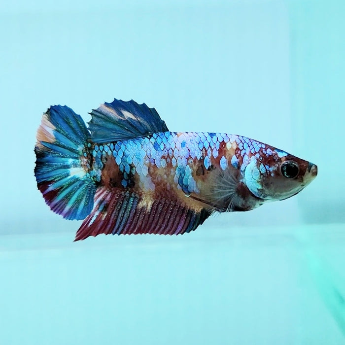 Galaxy Koi Female Betta Fish GK-0074