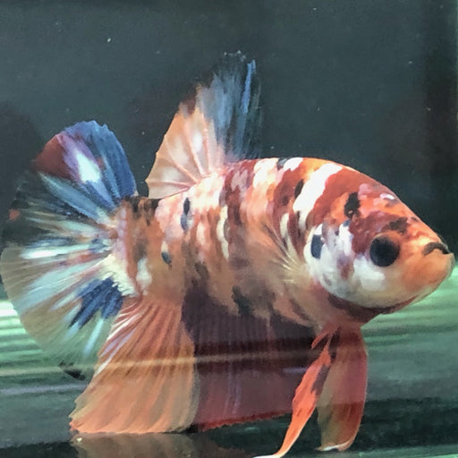 galaxy koi male betta fish gk-0048