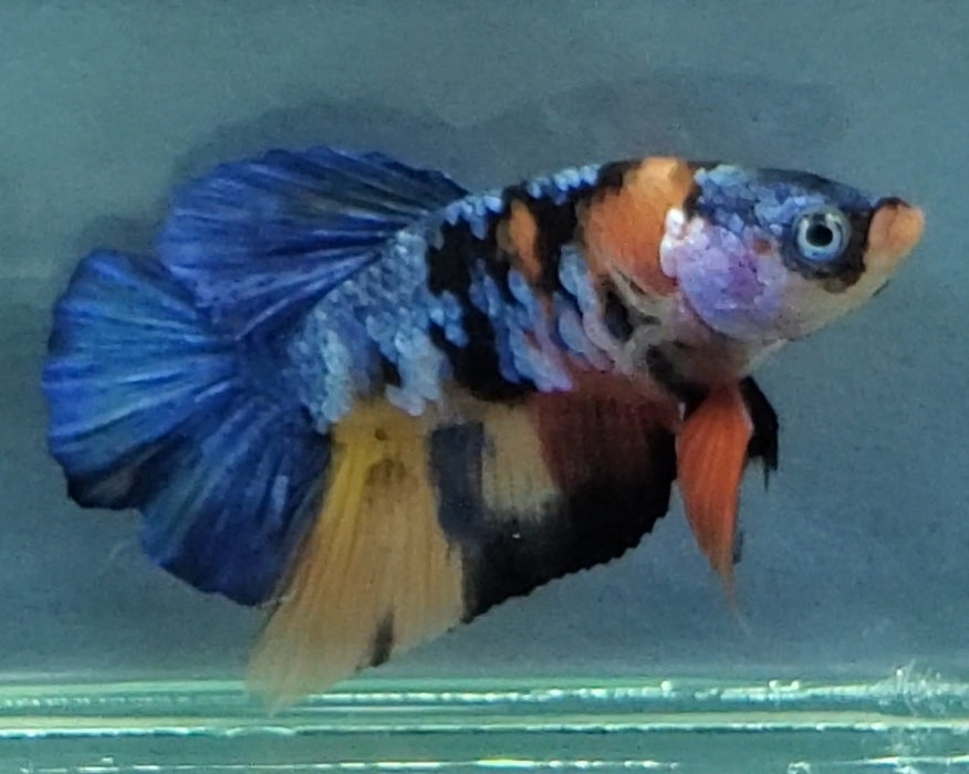 Galaxy Koi Betta Fish Male GK-0011